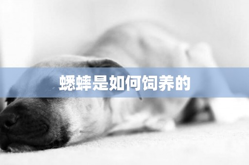 蟋蟀是如何飼養的