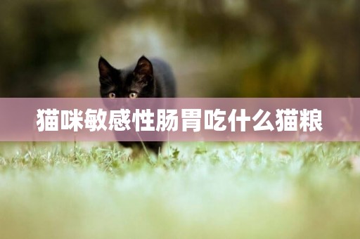 貓咪敏感性腸胃吃什么貓糧