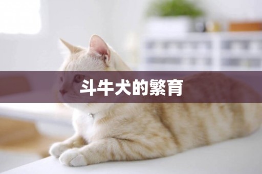 斗牛犬的繁育