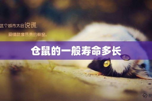 倉鼠的一般壽命多長