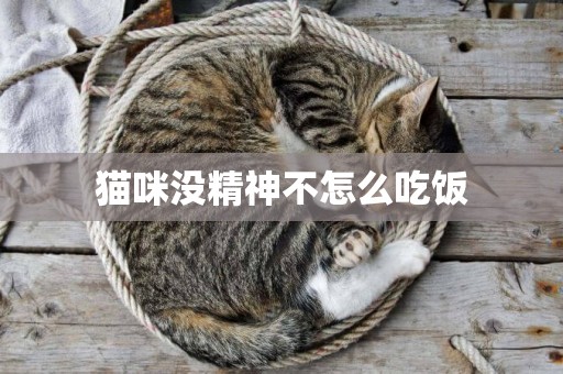 貓咪沒精神不怎么吃飯