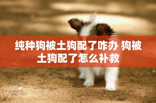 純種狗被土狗配了咋辦 狗被土狗配了怎么補救