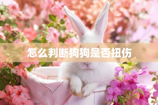 怎么判斷狗狗是否扭傷