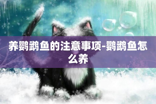 養鸚鵡魚的注意事項-鸚鵡魚怎么養