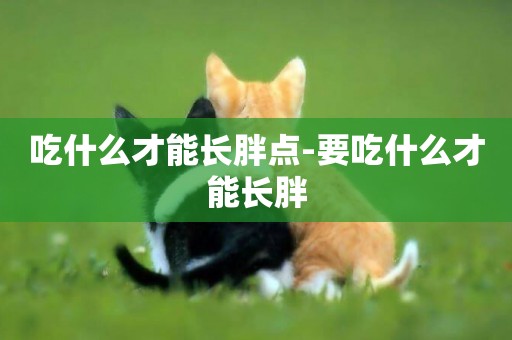 吃什么才能長胖點-要吃什么才能長胖