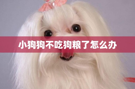 小狗狗不吃狗糧了怎么辦