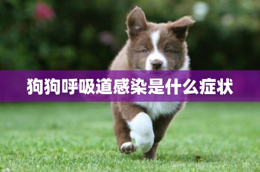 狗狗呼吸道感染是什么癥狀