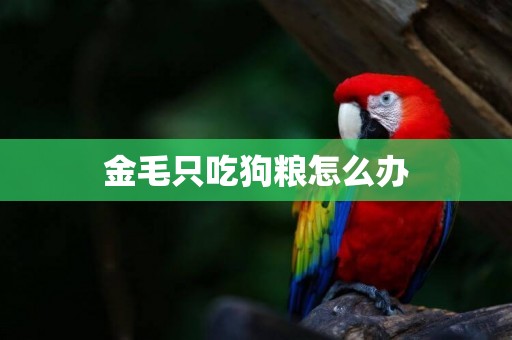 金毛只吃狗糧怎么辦