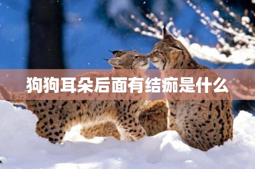 狗狗耳朵后面有結痂是什么