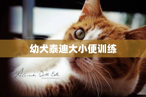 幼犬泰迪大小便訓練