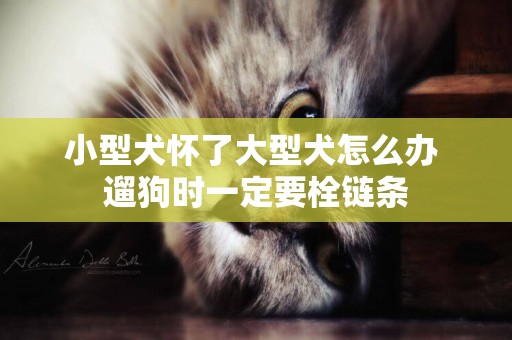 小型犬懷了大型犬怎么辦 遛狗時一定要栓鏈條