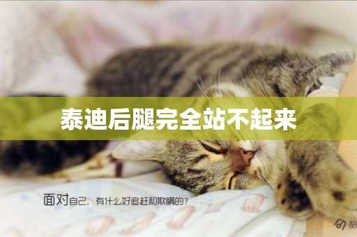 泰迪后腿完全站不起來