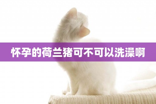 懷孕的荷蘭豬可不可以洗澡啊