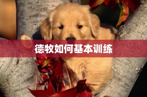 德牧如何基本訓練
