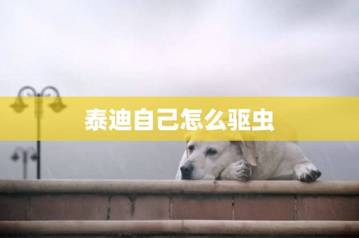 泰迪自己怎么驅蟲