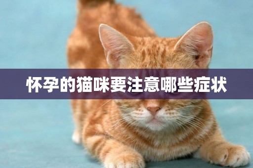 懷孕的貓咪要注意哪些癥狀