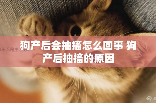 狗產后會抽搐怎么回事 狗產后抽搐的原因