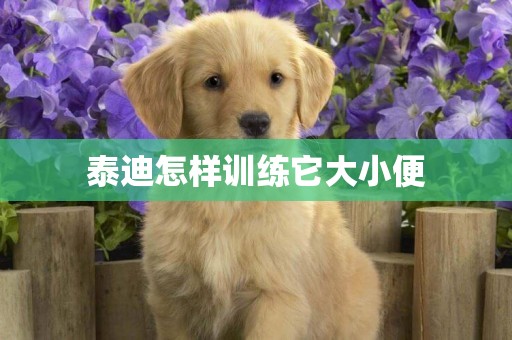 泰迪怎樣訓練它大小便