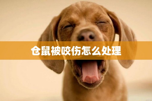 倉鼠被咬傷怎么處理