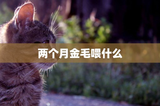 兩個月金毛喂什么