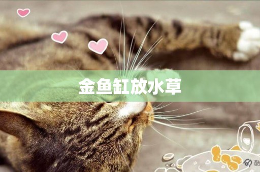 金魚缸放水草