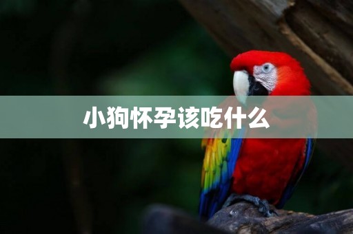 小狗懷孕該吃什么