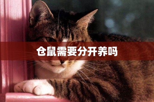 倉鼠需要分開養嗎