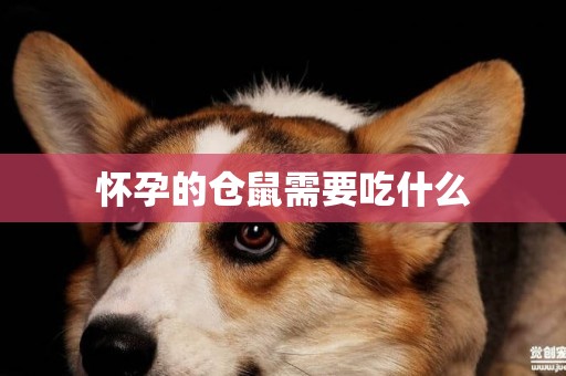 懷孕的倉鼠需要吃什么