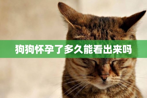 狗狗懷孕了多久能看出來嗎