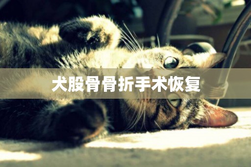 犬股骨骨折手術恢復
