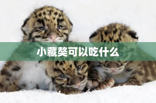 小藏獒可以吃什么