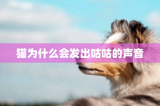 貓為什么會發出咕咕的聲音