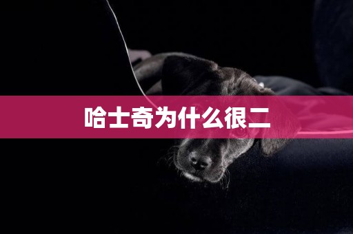 哈士奇為什么很二