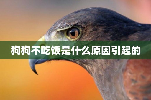 狗狗不吃飯是什么原因引起的
