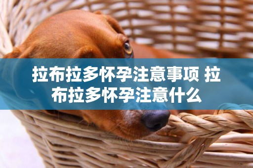拉布拉多懷孕注意事項 拉布拉多懷孕注意什么