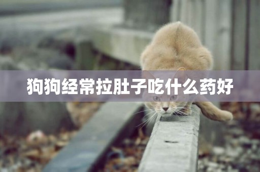 狗狗經常拉肚子吃什么藥好