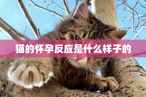 貓的懷孕反應是什么樣子的