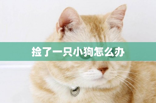 撿了一只小狗怎么辦