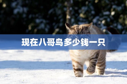 現在八哥鳥多少錢一只