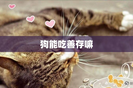 狗能吃善存嘛