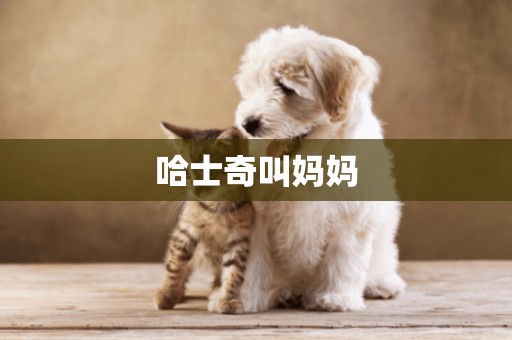 哈士奇叫媽媽
