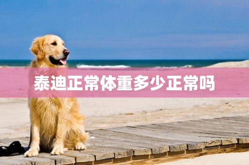 泰迪正常體重多少正常嗎