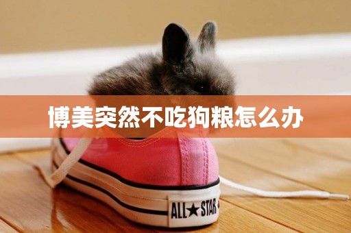 博美突然不吃狗糧怎么辦