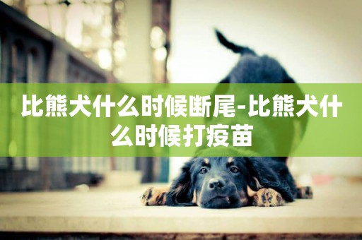 比熊犬什么時候斷尾-比熊犬什么時候打疫苗