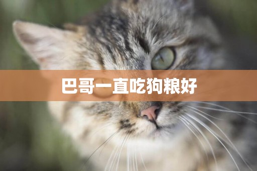 巴哥一直吃狗糧好