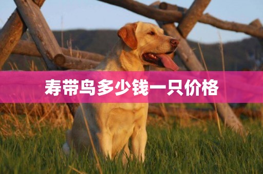 壽帶鳥多少錢一只價格