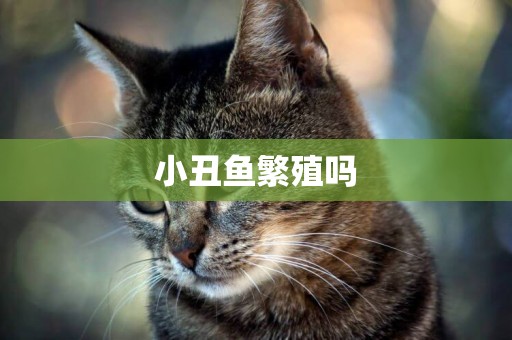 小丑魚繁殖嗎