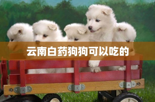 云南白藥狗狗可以吃的