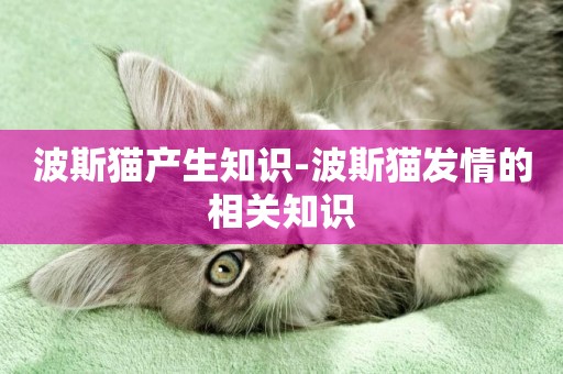 波斯貓產生知識-波斯貓發情的相關知識