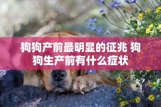 狗狗產前最明顯的征兆 狗狗生產前有什么癥狀